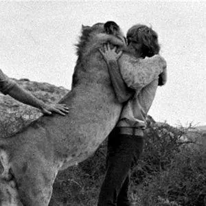 christian the lion meme image