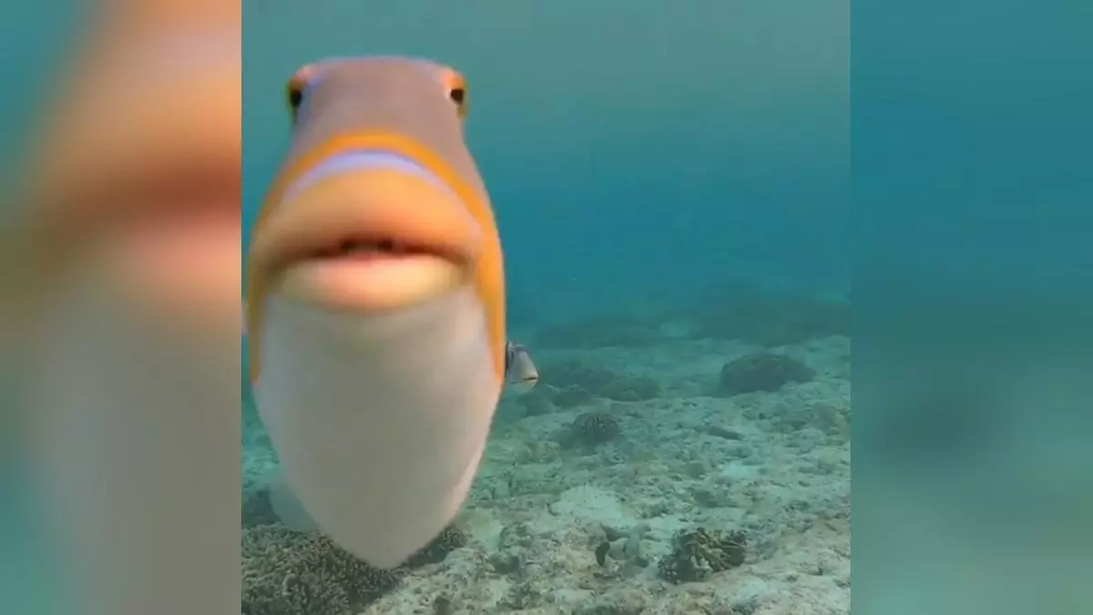 staring fish do you fart meme image