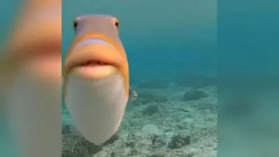 staring fish do you fart