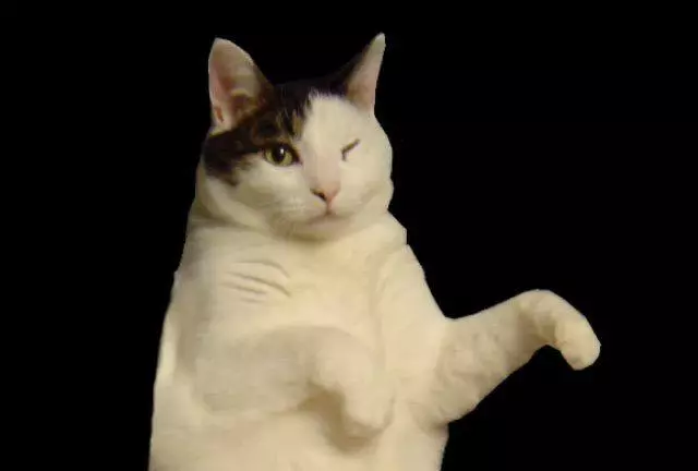 kitty cat dance meme image