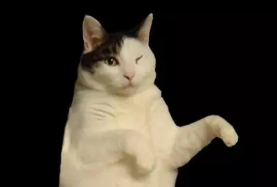 kitty cat dance