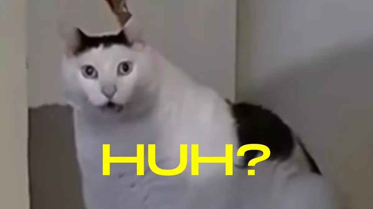 huh cat meme image