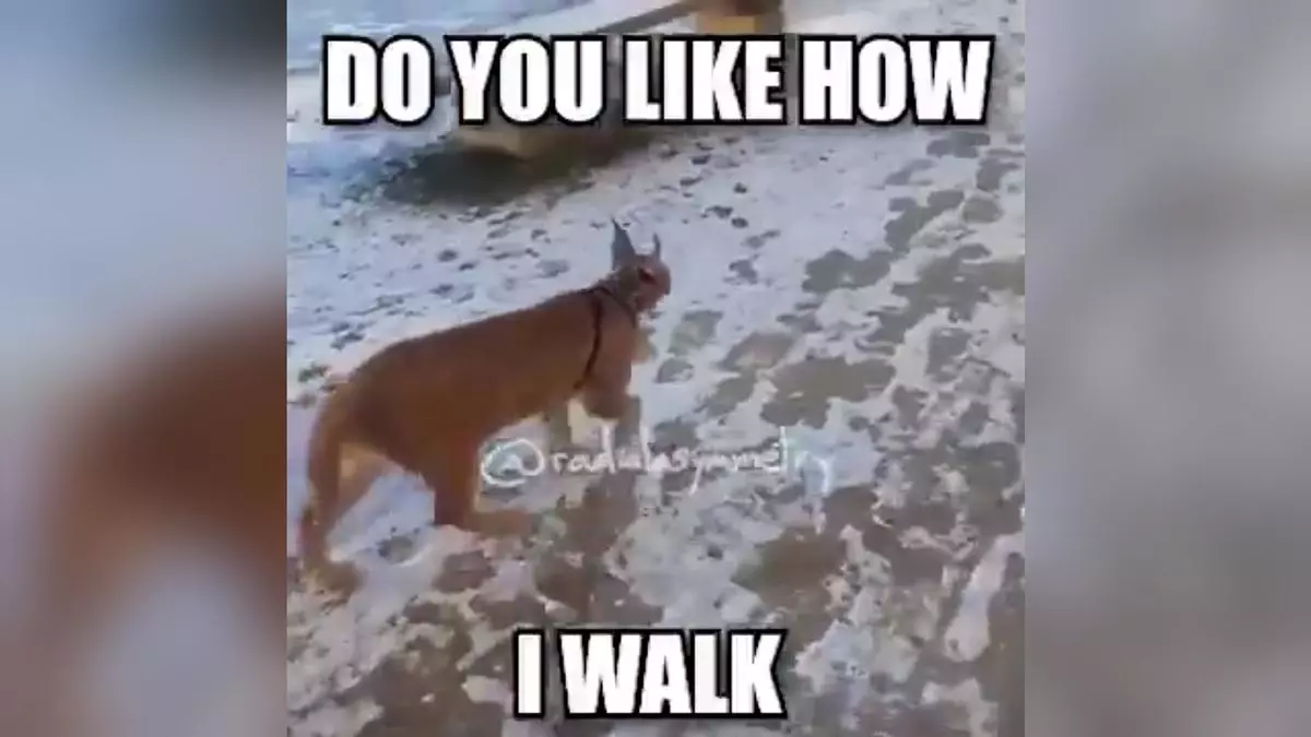 ruler of everything do you like how i walk meme image