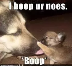 boop