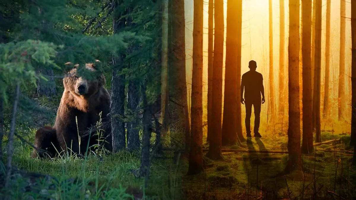 man or bear in the woods question meme image