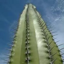 anythings a dildo if youre brave enough meme image