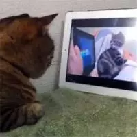 catception meme image