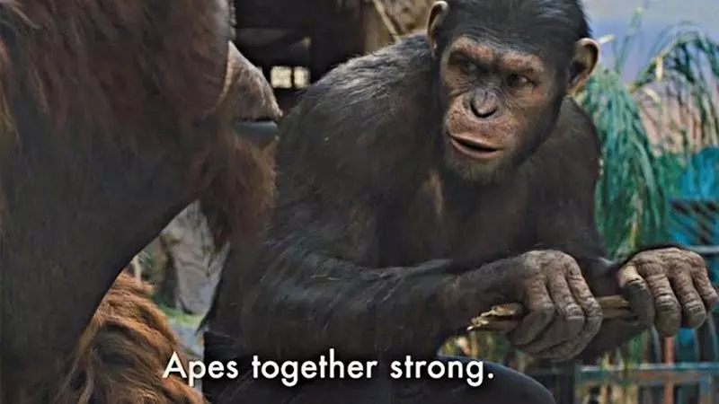 apes together strong meme image