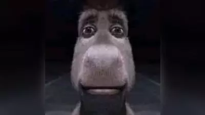 staring donkey