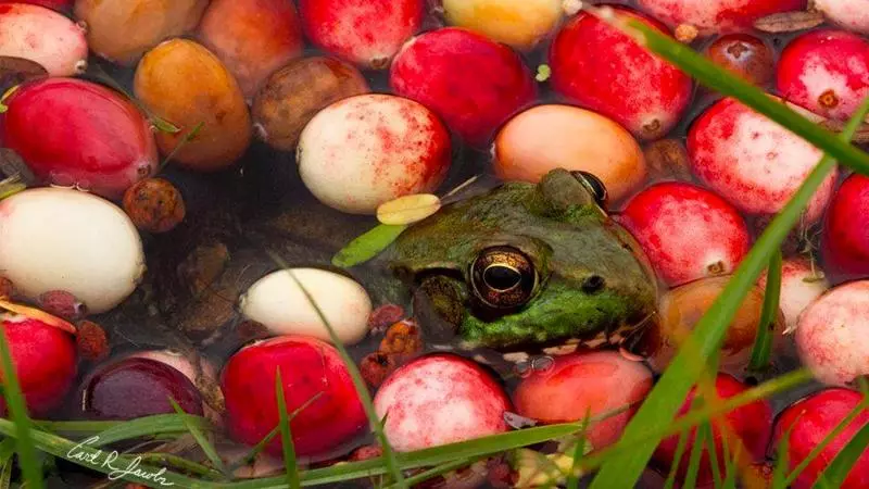 frog and cranberries it must be fall meme image