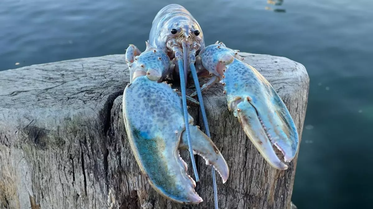 blue lobster meme image