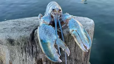 blue lobster