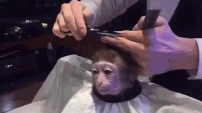 monkey haircut meme image