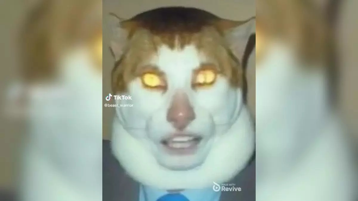 monday left me broken cat mr peebles singing yellow eyed cat meme image