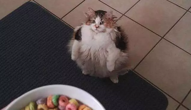 cats wanting fruit loops meme image