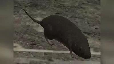 halo 3 rat
