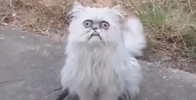 blink motherfucker meme image