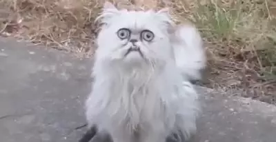 blink motherfucker