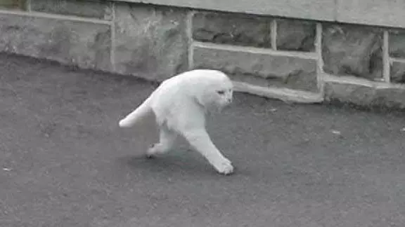 half cat panorama fail cat meme image