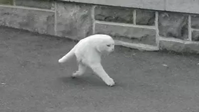 half cat panorama fail cat