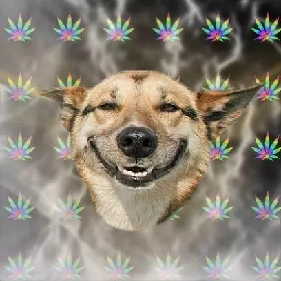 stoner dog meme image