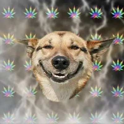 stoner dog