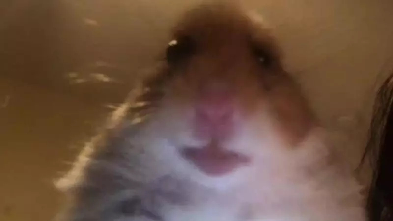 staring hamster meme image