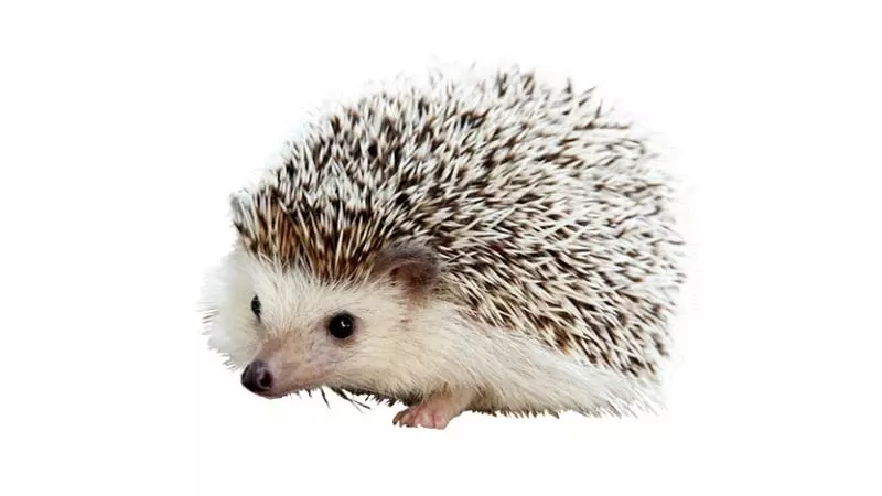 carl the hedgehog meme image