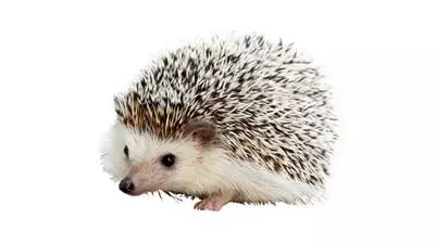 carl the hedgehog