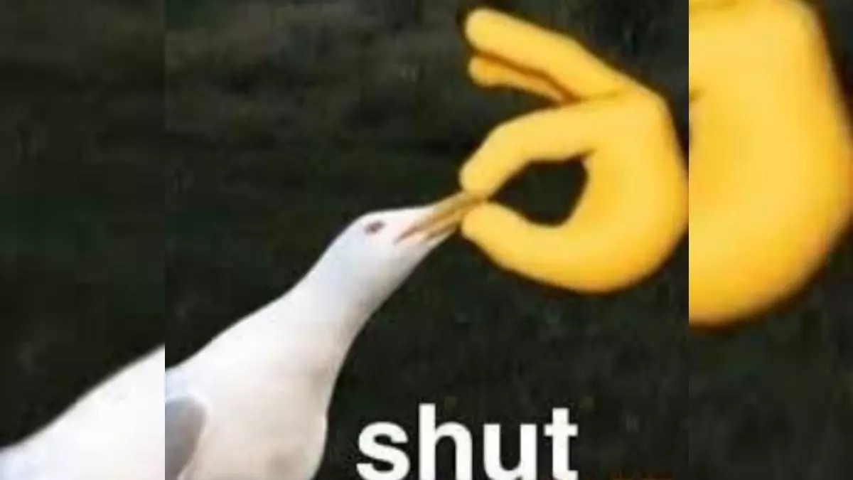 shut seagull meme image