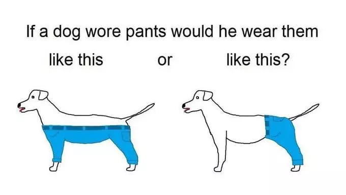 if a dog wore pants meme image