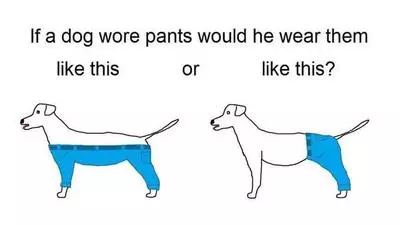 if a dog wore pants