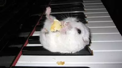 hamster on a piano