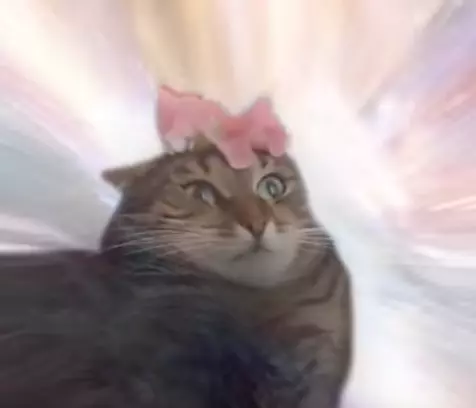 cat transcendence meme image