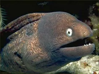 bad joke eel meme image