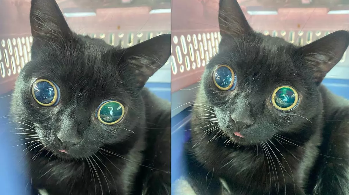 jinx the cat meme image