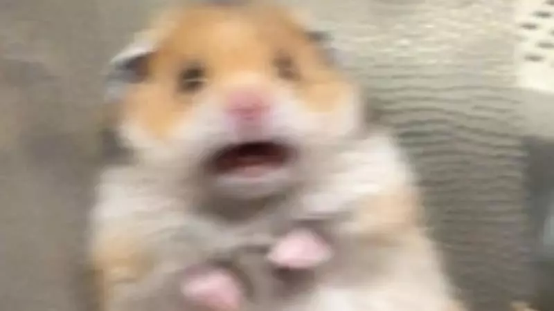 scared hamster meme image