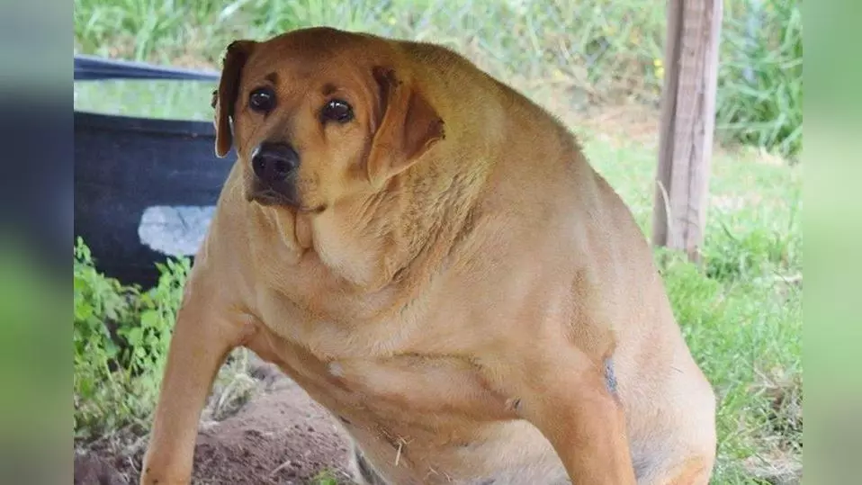 wide dog meme image