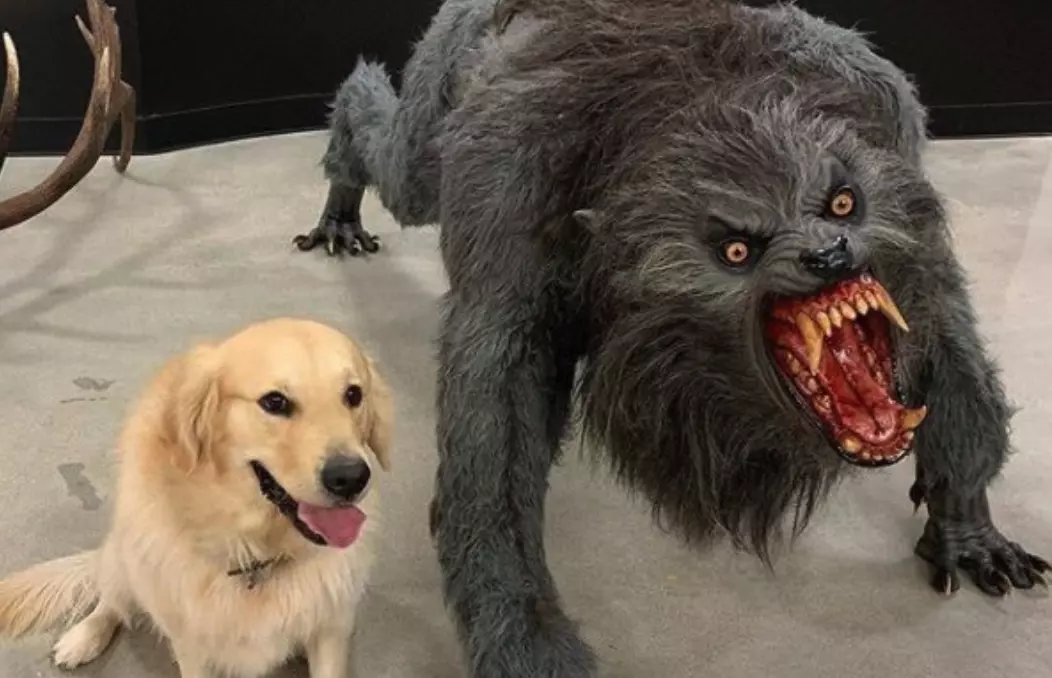 dog vs werewolf meme image