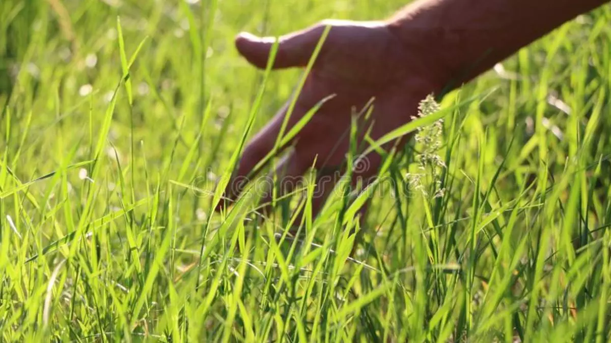 touch grass meme image