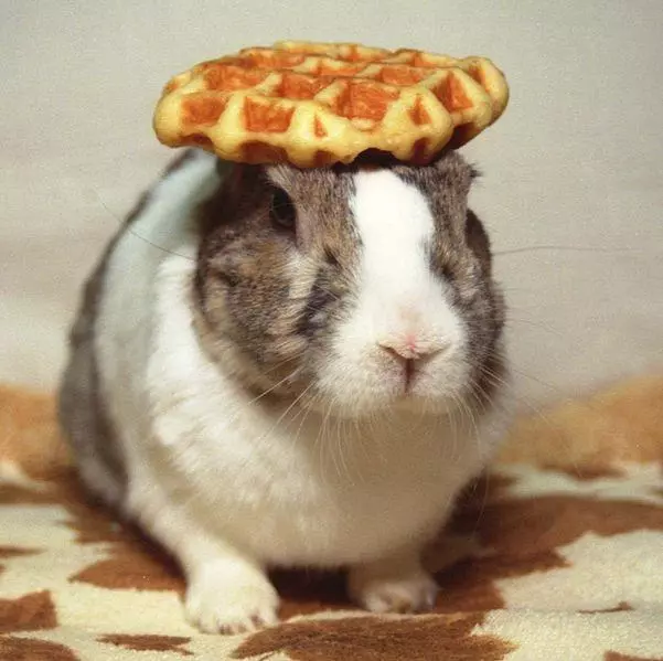 pancake bunny meme image