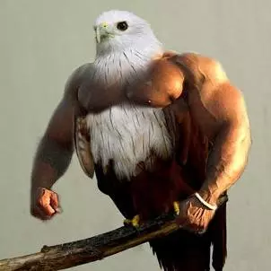 birds with arms meme image