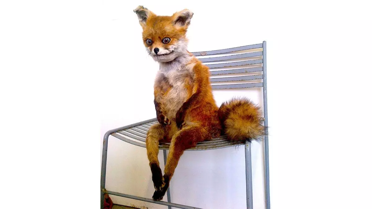 stoned fox %D1%83%D0%BF%D0%BE%D1%80%D0%BE%D1%82%D0%B0%D1%8F %D0%BB%D0%B8%D1%81%D0%B0 meme image