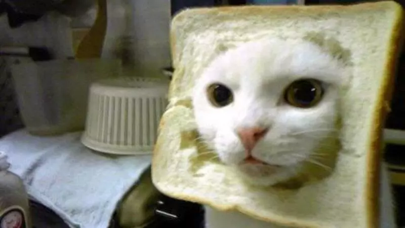 cat breading meme image