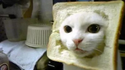 cat breading