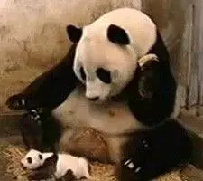 sneezing baby panda meme image