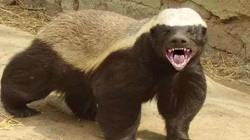 honey badger meme image