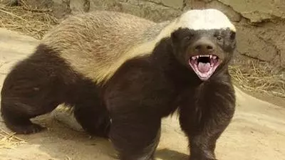 honey badger