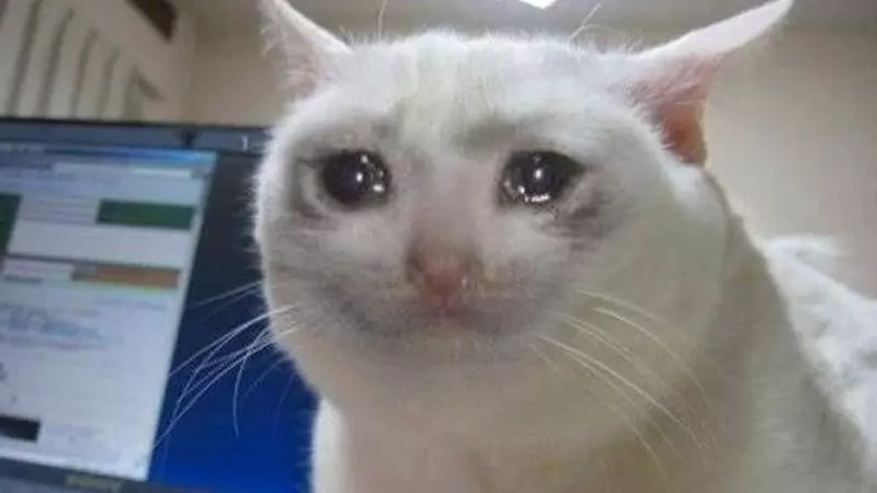 crying cat meme image