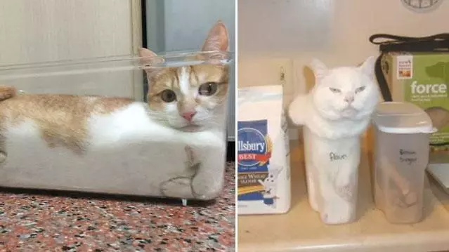 if it fits i sits meme image